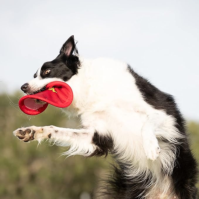 Nerf Dog Nylon Flyer Dog Toy, Flying Disc, Lightweight, Durable and Water Resistant, Great for Beach and Pool, 9 inch diameter, for Medium/Large Breeds, Single Unit, Red