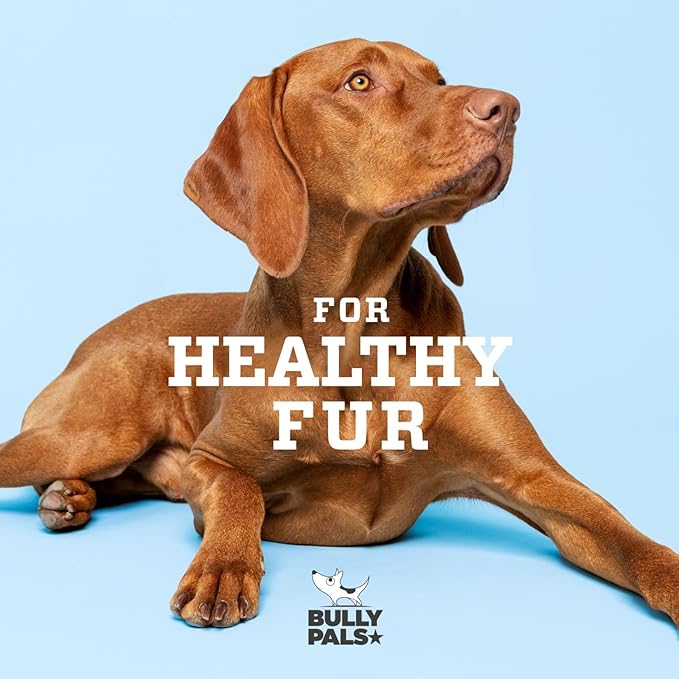 12 inch Jumbo Bully Sticks for Medium to Large Dogs - 5 Pack - Extra Thick Dental Chews for Dogs, Long Lasting, All Natural, Single Ingredient, Easily Digestible, Rawhide Free Dog Treats