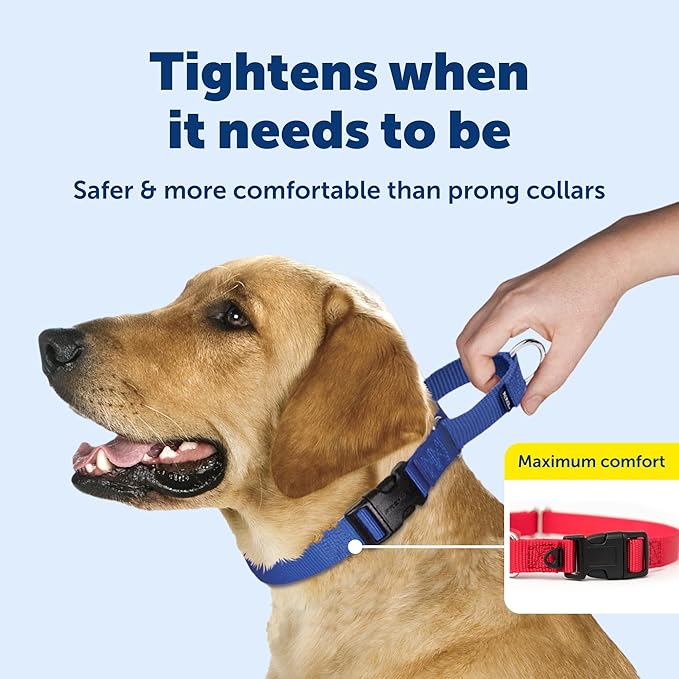 PetSafe Martingale Collar with Quick-Snap Buckle - Adjustable No-Slip Quick Release Dog Collar - Everyday Wear No-Pull Training Aid - 1" Wide - Medium - Raspberry