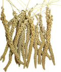 Natural Spray Millet 1lb (Only Edible Tops) Stemless- Non-GMO, Chemical-Free, Hand-Harvested Fresh Treat for Parakeets, Cockatiels, Finches, and Small Pets