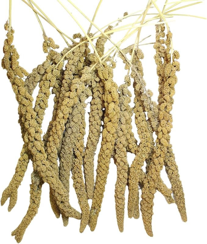 Natural Spray Millet 1lb (Only Edible Tops) Stemless- Non-GMO, Chemical-Free, Hand-Harvested Fresh Treat for Parakeets, Cockatiels, Finches, and Small Pets