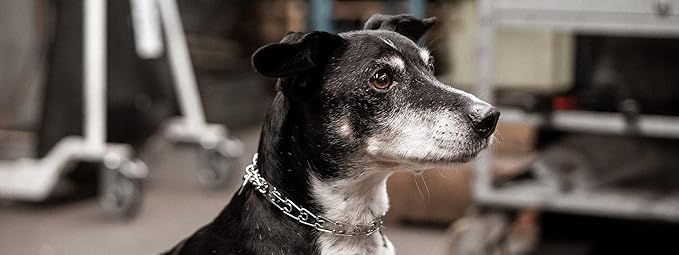 Herm Sprenger Ultra-Plus Prong Swivel Ring Stainless Steel Micro Training Dog Collar | Assembly Chain Training Collar for Smaller Dogs | Made in Germany - (1.5 mm, (Neck Size Upto 9.5"))