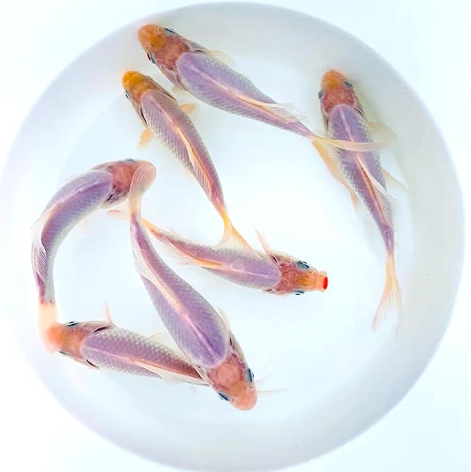 Toledo Goldfish Solid White Comet Goldfish with Splashes of Red: Live Goldfish with a Variety of Sizes for Ponds, Tanks, and Aquariums - 3-4 Inches, 50 Count