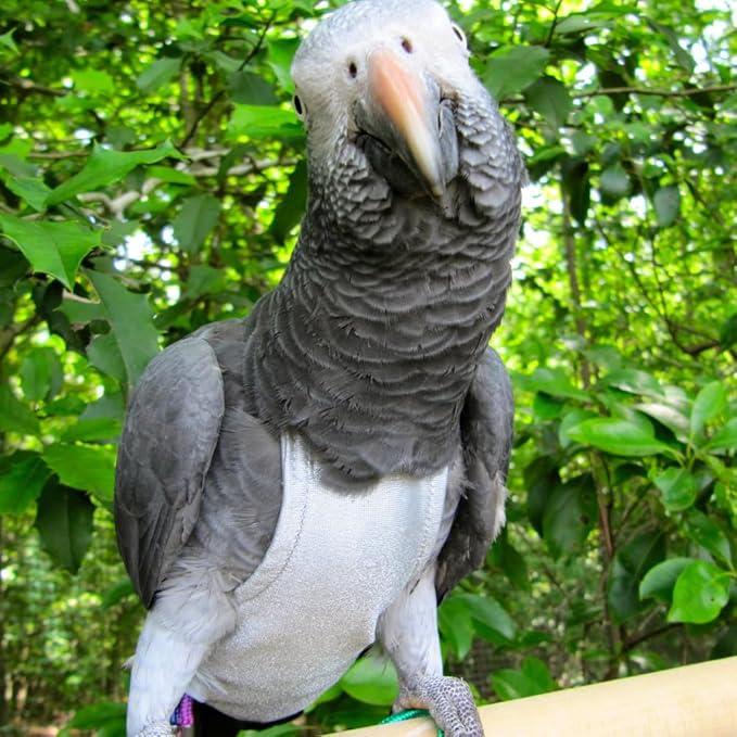 Avian Fashions FeatherWear FlightSuit Custom Wide(7.5) Bird Diaper in Grey