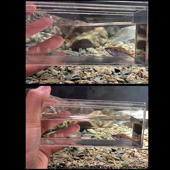 Acrylic Fish Isolation Box for Small Breeding and Observing Clear Breeding Tanks for Home Use Professional Fish Research Tool