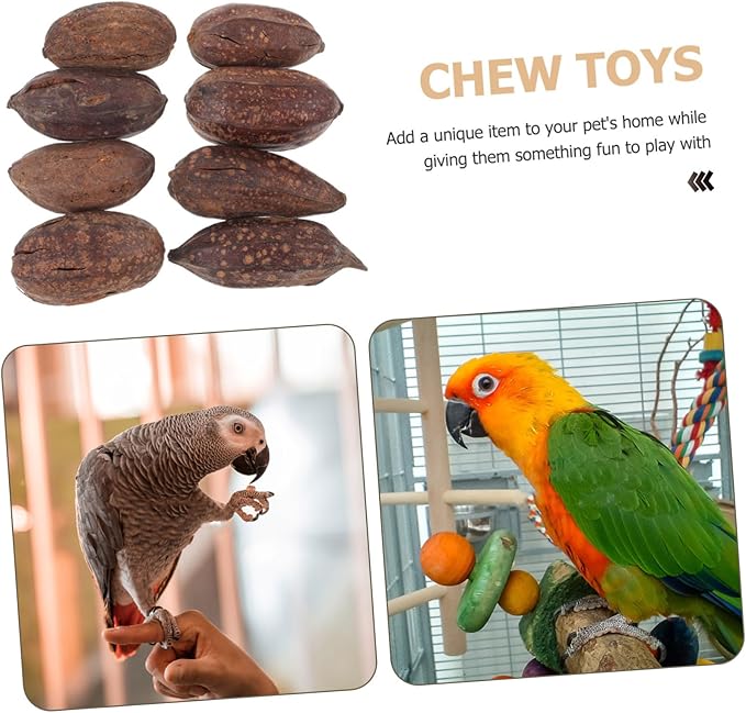 Totority 8pcs Natural Dried Fruit Bird Chewing Toys for Parakeets Cockatiels Healthy Shredding Toys to Reduce Boredom Furniture Fun Parrot Teething Accessories