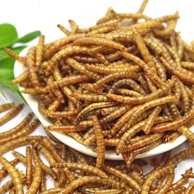 DIIG 10LB 100% Natural Non GMO Dried Mealworms - High Protein Treats for Birds Chickens, Ducks