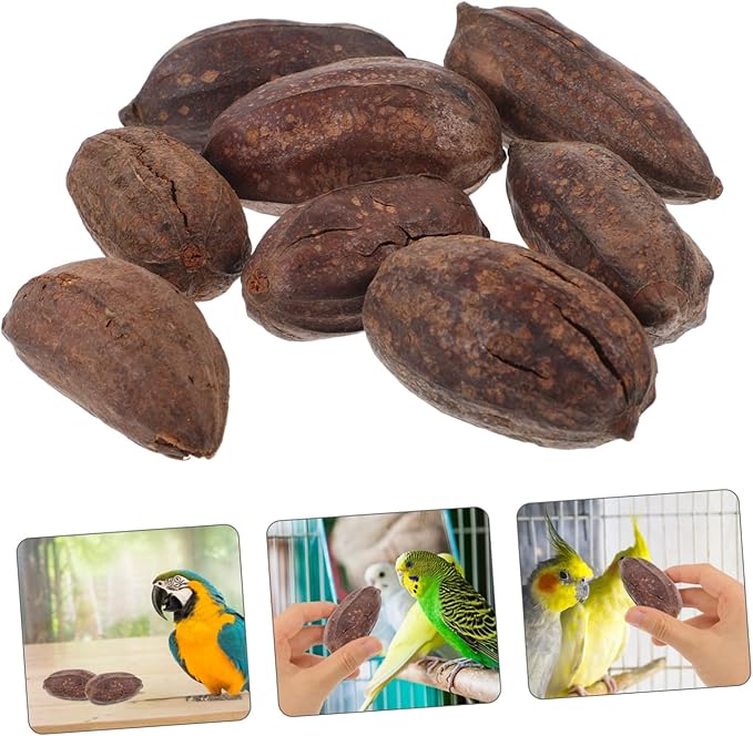 8pcs Natural Dried Fruit Parrot Chew for Birds Parakeet Cockatiel Foraging and Biting Healthy Mental Stimulation Bird Play
