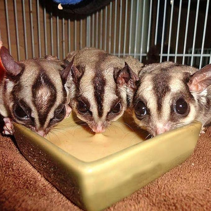 Exotic Nutrition Gliderade Nectar (3 lb.) - Vitamin-Enriched Healthy Nectar Supplement - Powdered Mix - Provides Necessary Carbohydrates for Sugar Gliders