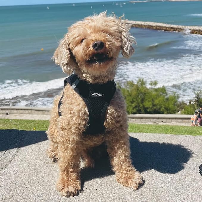 Best Pet Supplies Voyager Step-in Air Harness - All Weather Mesh, Reflective, No Pull Harness for Dogs, Cats - Secure with Hook & Loop Fastener, Buckle, Double D-Rings - Black, S