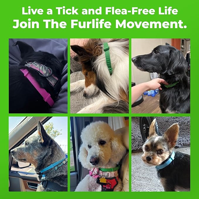 FurLife Flea and Tick Collar for Dogs – Waterproof Blue Dog Collar, Pet Supplies for Tick and Flea Prevention for Dogs, Safe for All Breeds