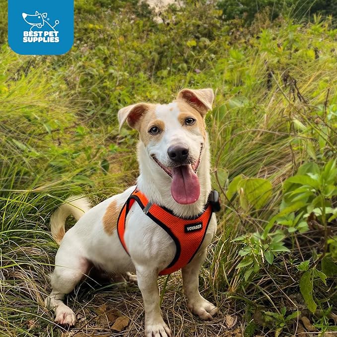 Best Pet Supplies Voyager Step-in Air Harness - All Weather Mesh, Reflective, No Pull Harness for Dogs, Cats - Secure with Hook & Loop Fastener, Buckle, Double D-Rings - Orange/Black Trim, S