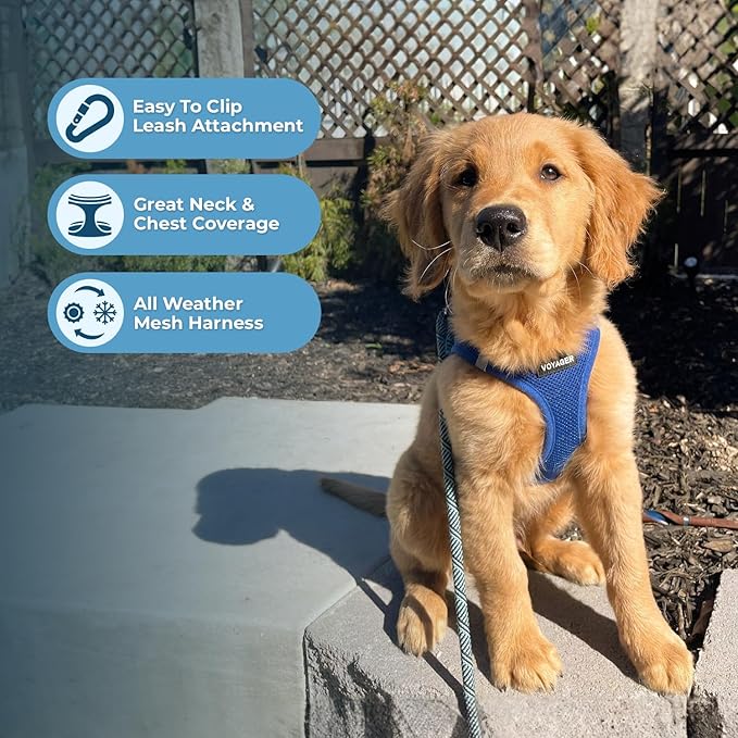 Best Pet Supplies Voyager Step-in Air Harness - All Weather Mesh, Reflective, No Pull Harness for Dogs, Cats - Secure with Hook & Loop Fastener, Buckle, Double D-Rings - Royal Blue, XS