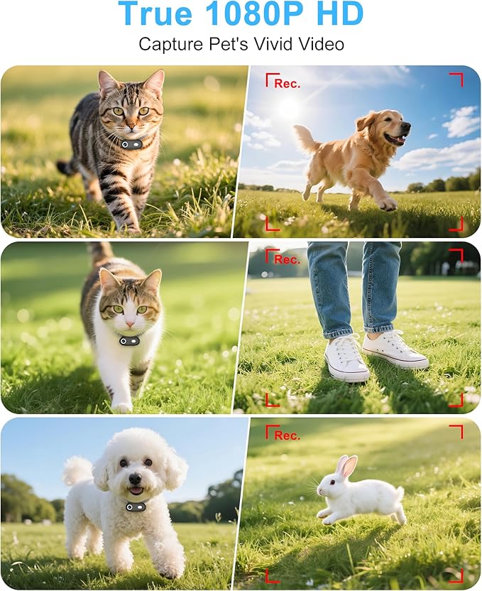 Dog & Cat Camera Collar with Phone APP, 1080P HD Video Recording, XS/M-Size Pet POV Cam for Dogs & Big Cats, Cordless Pet Collar Cameras with APP Viewing (M-Collar)