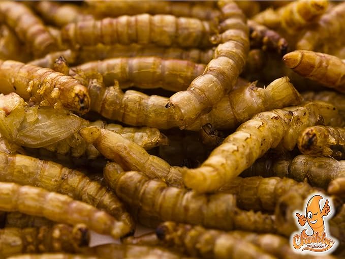 Chubby Dried Mealworms | 66 lbs | High-Protein Non-GMO Treats for Chickens, Ducks, Wild Birds & Backyard Pets