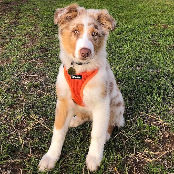 Best Pet Supplies Voyager Step-in Air Harness - All Weather Mesh, Reflective, No Pull Harness for Dogs, Cats - Secure with Hook & Loop Fastener, Buckle, Double D-Rings - Orange, XS