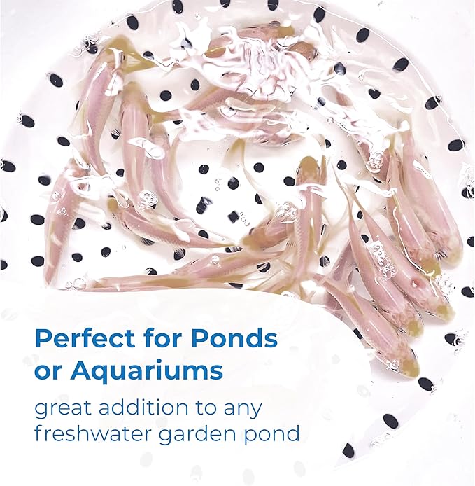 Toledo Goldfish Solid White Comet Goldfish with Splashes of Red: Live Goldfish with a Variety of Sizes for Ponds, Tanks, and Aquariums - 5-6 Inches, 5 Count