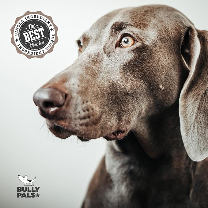 12 inch Jumbo Bully Sticks for Medium to Large Dogs - 5 Pack - Extra Thick Dental Chews for Dogs, Long Lasting, All Natural, Single Ingredient, Easily Digestible, Rawhide Free Dog Treats
