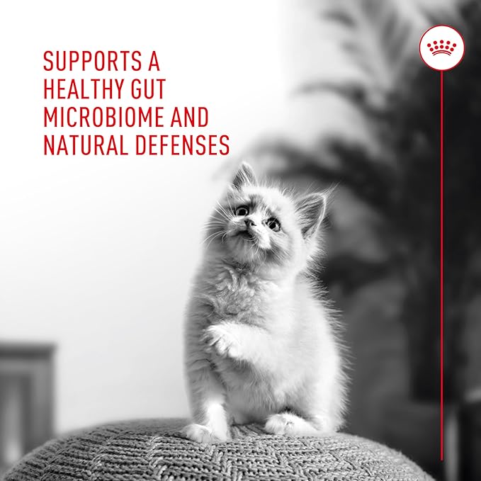Royal Canin Probiotics for Cats Digestive and Immune Health Powder Supplement for Cats of All Ages, 30 Count (Pack of 3)
