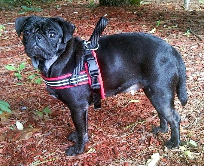 ComfortFlex Sport Dog Harness – No-Choke, Fully Padded, Non-Chafing Harness with Control Handle – Reflective, Lightweight, Adjustable for Active Dogs - XSmall, Hot Pink