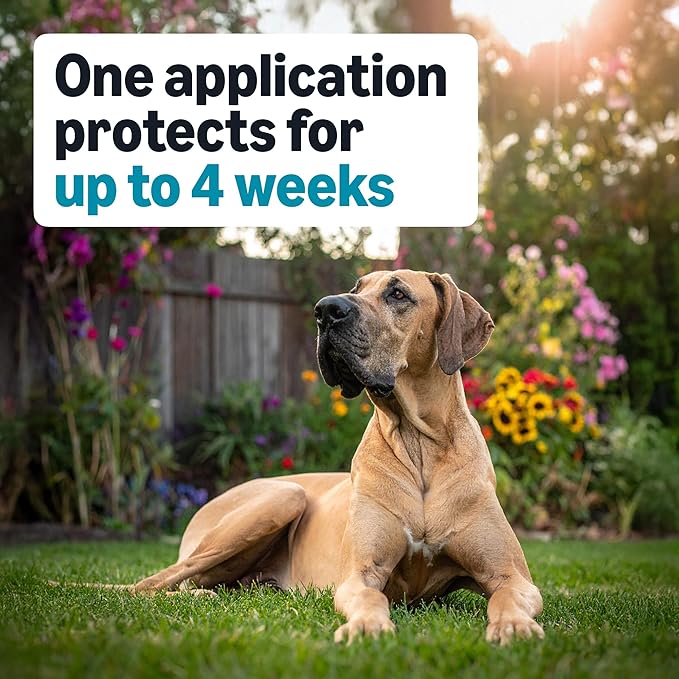 Amazon Basics Preventative Flea, Tick & Mosquito Topical Treatment for X-Large Dog (Over 55 Pounds), 4 Count, Packaging May Vary