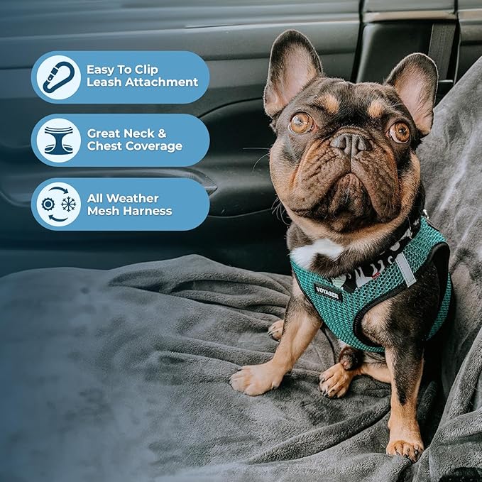 Best Pet Supplies Voyager Step-in Air Harness - All Weather Mesh, Reflective, No Pull Harness for Dogs, Cats - Secure with Hook & Loop Fastener, Buckle, Double D-Rings - Turqupise 2-Tone, M