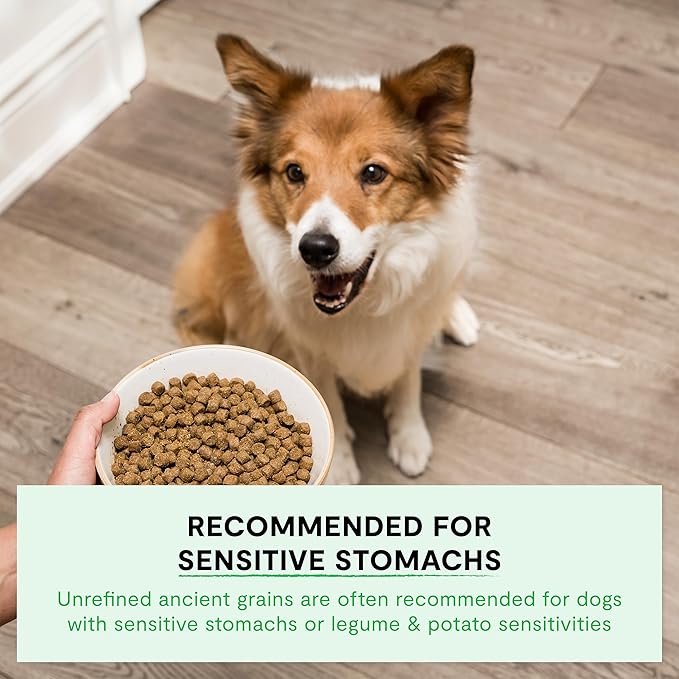 Open Farm, Ancient Grains Dry Dog Food, Protein-Rich & Nutrient Dense, 90% Animal Protein Mixed with Non-GMO Fruits, Veggies and Superfoods, Farmer's Table Pork Recipe, 4lb Bag