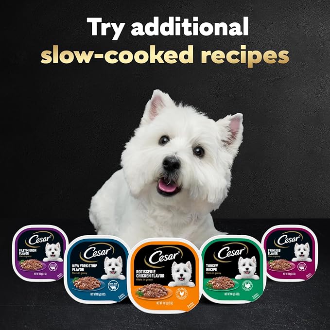 Cesar Filets in Gravy Adult Wet Dog Food Variety Package,Poultry Lovers with Rotisserie Chicken Flavor and Turkey Recipe,3.5 oz. Easy Peel Trays,12 Count (Pack of 4)