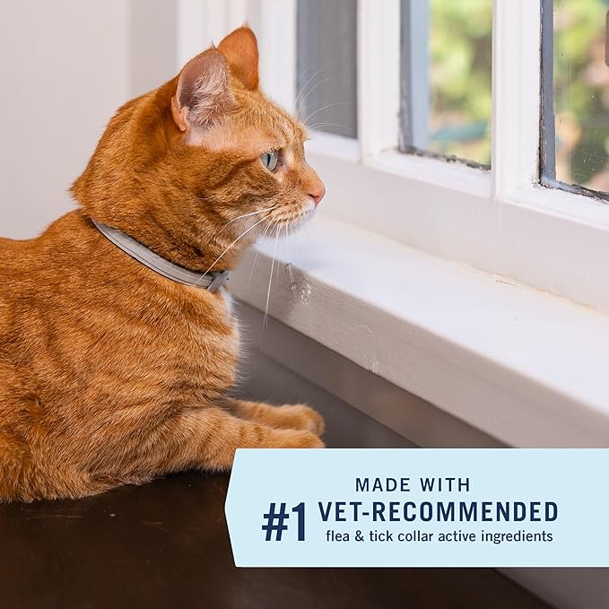 PetArmor Extend Flea & Tick Treatment & Prevention Collar for Cats, 8 Months of Protection, Waterproof, Kills Fleas, Ticks, and Flea Larvae, 1 Count