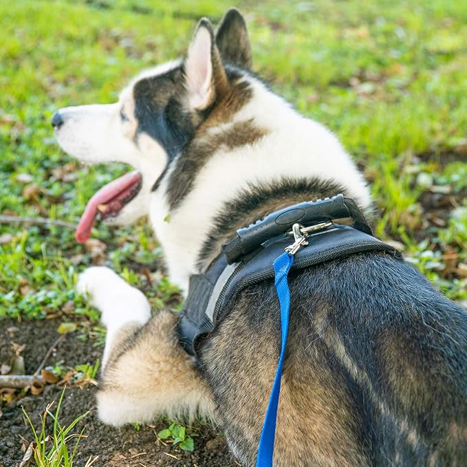 Hi Kiss Dog/Puppy Obedience Recall Training Agility Lead - 15ft 20ft 30ft 50ft 100ft Training Leash - Great for Training, Play, Camping, or Backyard - Pink 100ft