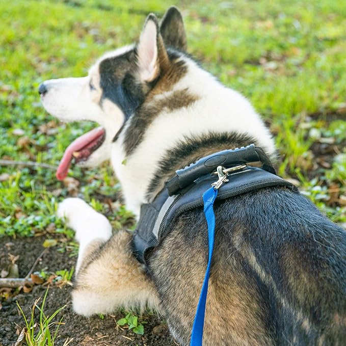 Hi Kiss Dog/Puppy Obedience Recall Training Agility Lead - 15ft 20ft 30ft 50ft 100ft Training Leash - Great for Training, Play, Camping, or Backyard (15 Feet, Red)