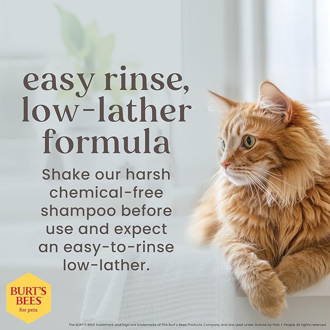 Burt's Bees for Pets Tearless Kitten Shampoo with Buttermilk and Honey, Gentle Cat Shampoo for Itchy Skin and Sensitive Coats, Easy Rinse Low Lather Formula, 99.3% Natural Origin, 10 Fl Oz