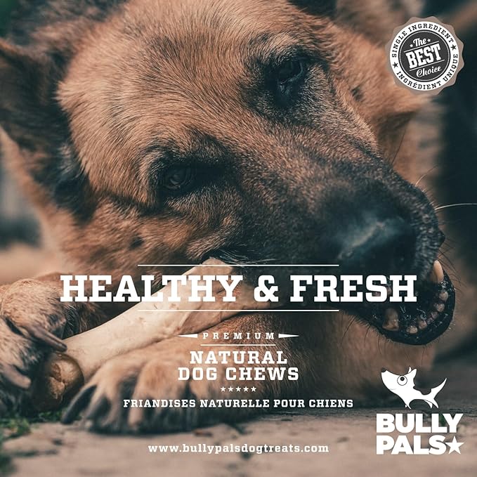 12 inch Jumbo Bully Sticks for Medium to Large Dogs - 5 Pack - Extra Thick Dental Chews for Dogs, Long Lasting, All Natural, Single Ingredient, Easily Digestible, Rawhide Free Dog Treats