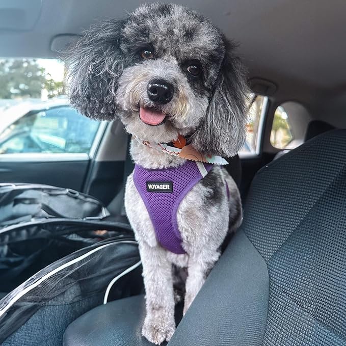 Best Pet Supplies Voyager Step-in Air Harness - All Weather Mesh, Reflective, No Pull Harness for Dogs, Cats - Secure with Hook & Loop Fastener, Buckle, Double D-Rings - Purple, M
