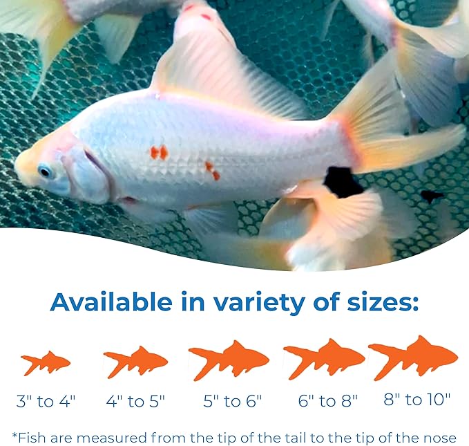 Toledo Goldfish Solid White Comet Goldfish with Splashes of Red: Live Goldfish with a Variety of Sizes for Ponds, Tanks, and Aquariums - 3-4 Inches, 25 Count