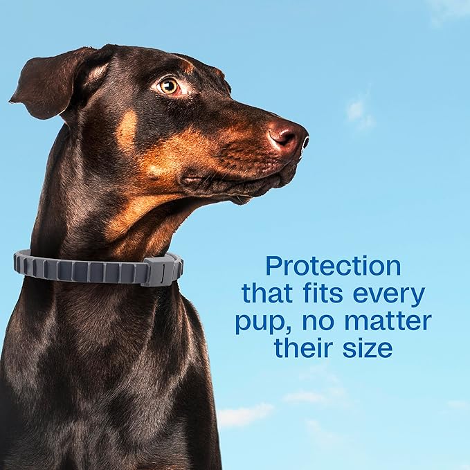 ADAMS Flea & Tick Collar Plus for Dogs & Puppies, 12 Months Protection Against Flea Infestations, Kills Fleas & Ticks, Repels Mosquitoes for Up to 6 Months (Excl. California), One Size Fits All, 2 ct