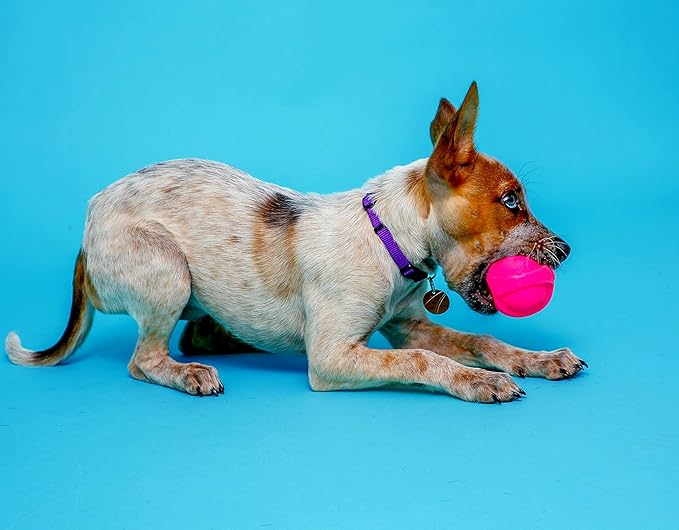 Hartz Dura Play Bacon Scented Squeak Ball Dog Toy for Small Breeds, 3 Pack