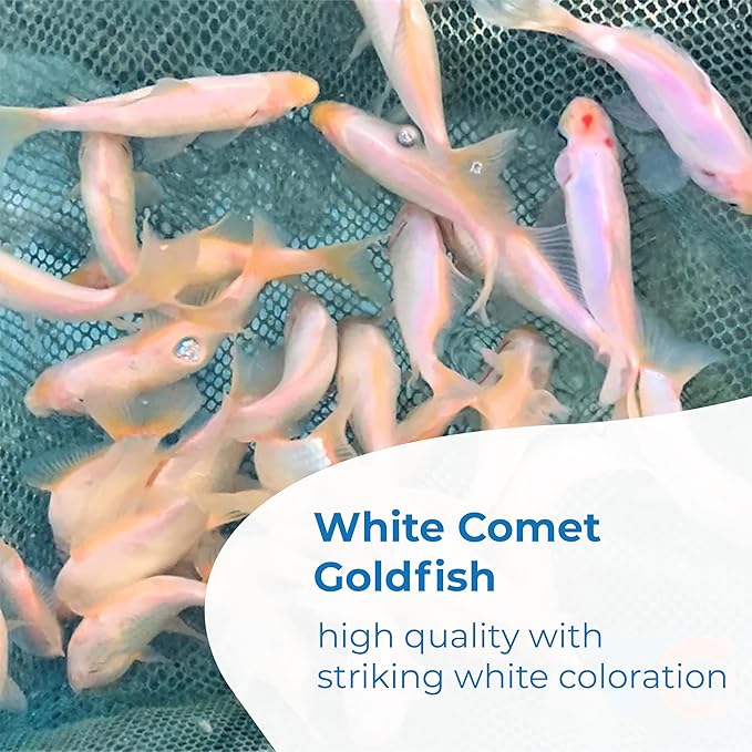Toledo Goldfish Solid White Comet Goldfish with Splashes of Red: Live Goldfish with a Variety of Sizes for Ponds, Tanks, and Aquariums - 5-6 Inches, 10 Count