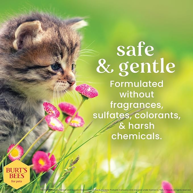 Burt's Bees for Pets Tearless Kitten Shampoo with Buttermilk and Honey, Gentle Cat Shampoo for Itchy Skin and Sensitive Coats, Easy Rinse Low Lather Formula, 99.3% Natural Origin, 10 Fl Oz - 6 Pack