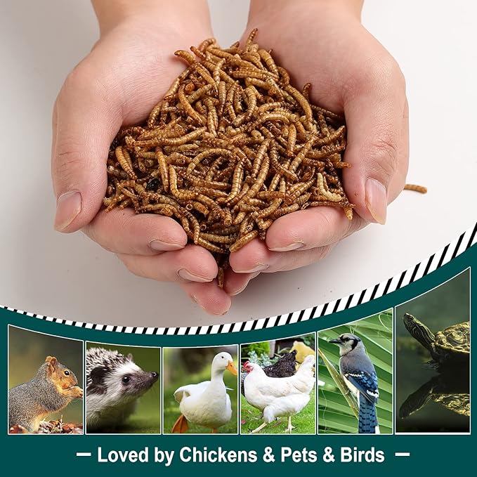 24LBS Non-GMO Dried Mealworms, 100% Natural Large Size No Moisture, Mealworms for Chickens, Birds, Hedgehog, Hamster, Fish, Reptile, Turtles (24LB)