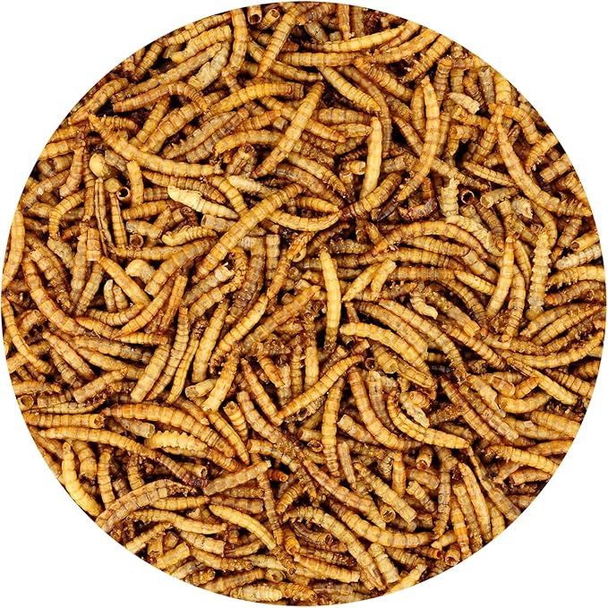 Dried Mealworms - 100% Natural, Non-GMO, High Protein, Bulk Insect Treat for Chicken, Laying Hen, Chick, Wild Bird, Bluebird, Duck, Goose, Turkey, Chickadee, Titmice, Wren, Reptile, Fish (11 lb.)