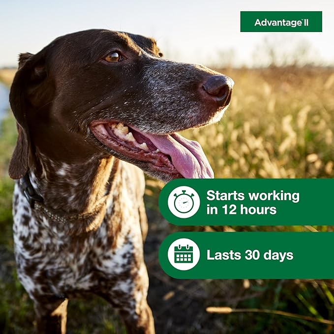 Advantage II Medium Dog, 4 pack