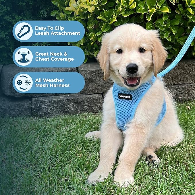 Best Pet Supplies Voyager Step-in Air Harness - All Weather Mesh, Reflective, No Pull Harness for Dogs, Cats - Secure with Hook & Loop Fastener, Buckle, Double D-Rings - Baby Blue, XXS