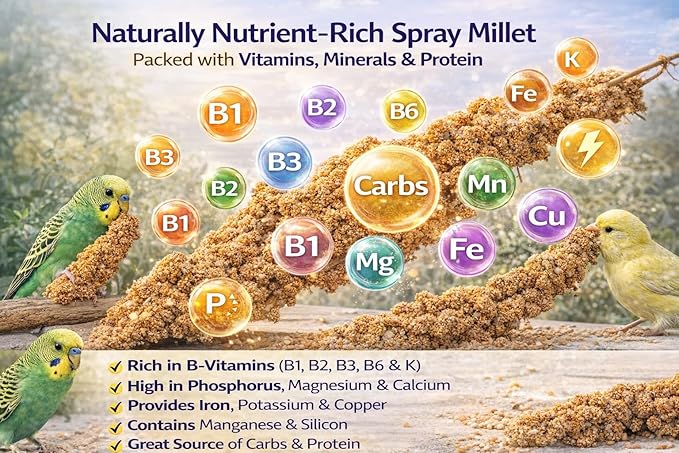 Farm to Feathers™ Bird Millet & Cuttlebone Bundle – USA Grown Millet Sprays for Parakeets, Budgies, Cockatiels, Finches & Canaries – 1 lb Tips and Tails Millet + 4” Cuttlebone (4 Pack)