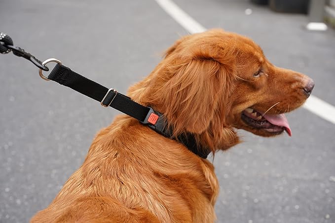 Mayerzon Dog Collar, Patented Martingale No Pull Collar for Small Medium Large Dogs with Buckle for Walking Training, Hidden Design (Black, Medium,2.5mm,14.5"-18.5" Neck)