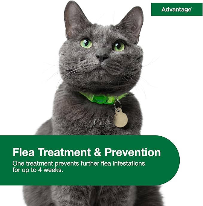 Advantage Topical Cat Flea Treatment and Prevention for Large Cats Over 9 lbs. | Apply Flea Drops Monthly | 2 Treatments (Pack of 2)