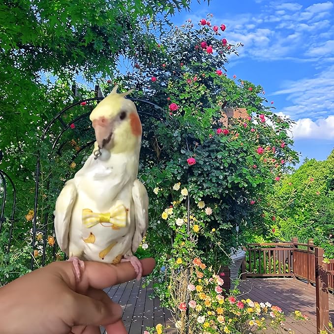 2Pcs Bird Diapers Bird Harness Flight Suits Diapers with 2Pcs 80 Inch Flying Leash Parrot Nappy Pigeon Pants Urine Wet Suit Costume for Cockatiel Conure Macaw Budgies Parakeet-Kiwi&Banana