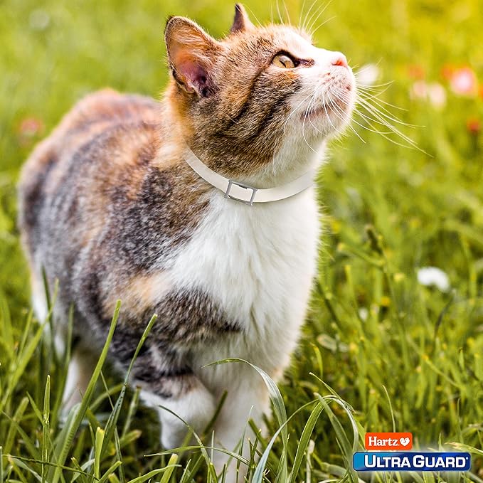 Hartz UltraGuard Flea & Tick Collar for Cats and Kittens, 7 Month Flea and Tick Protection and Prevention, White (Pack of 3)